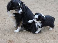 knuffige, wunderschöne Miniature Australian Shepherd Welpen - Dahme-Mark