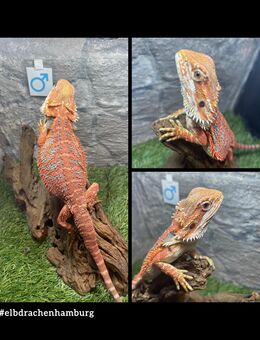 No.1 High Red Blue Bartagame male (pogona vitticeps) NZ April 2025 - Hamburg Wandsbek
