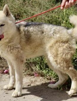 Afri, sportlich, klug, lernfreudig - Westerholt