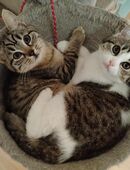 Sibirische-Waldkatze - Heilige Birma-Britisch-Kurzhaar. in 72213