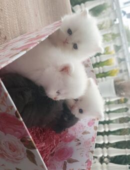 Persische Langhaarkätzchen – heute geboren! Jetzt reservieren mit Anzahlung! 🐾 - Ulm Zentrum