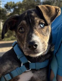 Süsses Hundebaby Dean! - Althütte