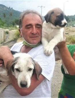 Leid unserer Hunde in der Türkei !!!! - Kempen