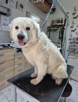 Suzy, menschenbezogener Kuvasz Mix - Remagen