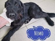 Nemo ein verspielter Familienhund - Mannheim