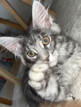 Maine Coon Kitten - Köln
