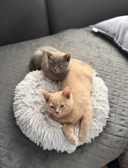 BKH Katzen - Bornhöved