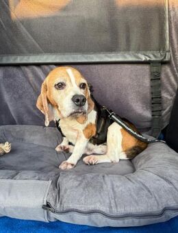 Hermann möchte die Welt entdecken - Berlin