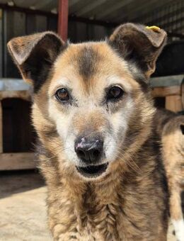Seniorin ABBY sucht lieben Rentnerplatz - Neuberg