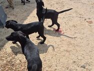 Unsere sehr verschmusten Labradormischlingswelpen Jimmy, Charlston und Joe - Angern