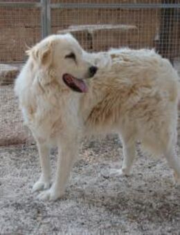 Samson sucht sein Glück - Fronreute