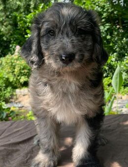 Aussie Doodle F1 medium/mini - Pudel x Australian Shepherd - Rotenburg (Wümme)