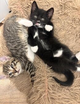 Unsere BKH Kitten suchen ein Zuhause ✨ - Krempe Zentrum