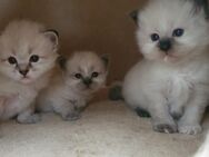 3 Heilige Birma Kitten 2 Katzen und 1 Kater - Singen (Hohentwiel)