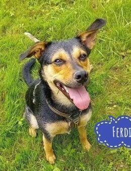 Ferdi ein freundlicher Schatz - Flörsheim-Dalsheim