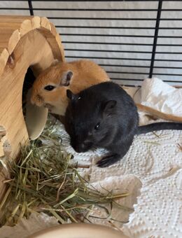 Rennmaus weiblich 1,5 Jahre - Börm