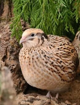 Wachteln, legereife Legewachteln, verschiedene Farbschläge - Panketal