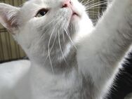 Finsch sucht Zuhause - Salzwedel (Hansestadt)