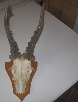 Geweihdekoration - Erwitte