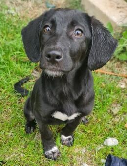 CAMILLA 💛 ist ein sonniges Hundekind - Herxheim (Landau)