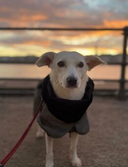 Nika - hat ein großes Herz - Löwenberger Land