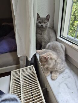Britisch Kurzhaar Kitten - Wuppertal