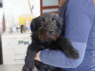 Linda ❤️ Schutzgebühr 500 Euro - Burgsinn
