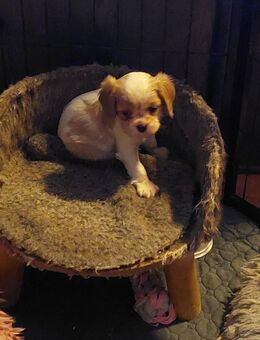 Cavalier king charles welpen - Steinberg (Sachsen)