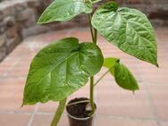 Tomaten Baum - Mörfelden-Walldorf