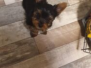 Yorkshire Terrier Welpen - Krefeld