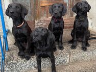 2 Hündinnen Labrador Rhodesian Ridgeback Welpen Sonderfarbe seal kinderlieb und verschmust - Kloster Lehnin