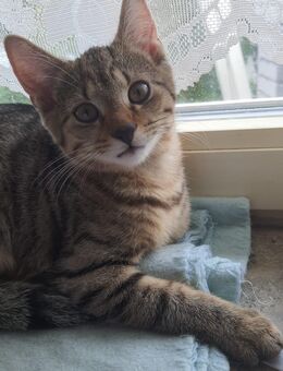 Kater sucht neues Zuhause - Lengerich (Nordrhein-Westfalen)
