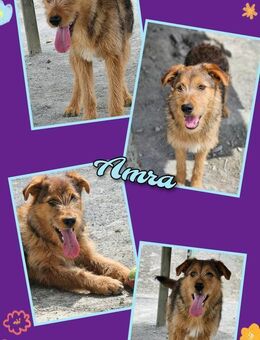 tolle Hündin Amra wartet auf ihr Glück - Nürnberg