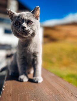 BKH Kitten 10 Wochen alt, 1 Kater dunkelgrau - Starnberg