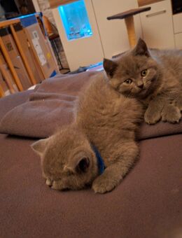 BKH Blue 2 Kätzchen Weiblich - Wächtersbach