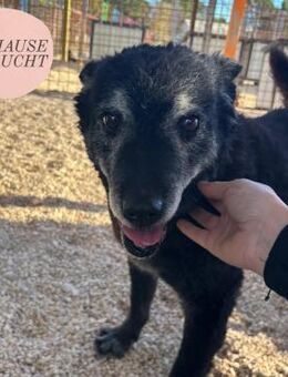 Entspannter ZUBO sucht sein Zuhause❤️ - Saarbrücken