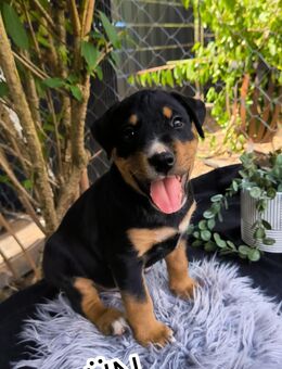 Rottweiler-Miniatur Bullterier Mix - Bad Dürrenberg