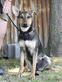 Bonita SI Sanfte Junghündin - Neustadt (Rübenberge)