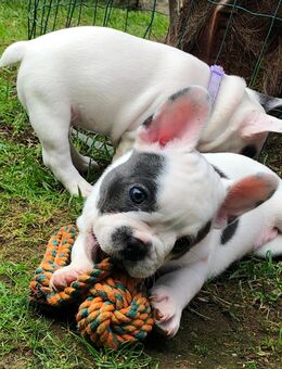 2 Französische Bulldogge Welpen reinrassig - Steinigtwolmsdorf
