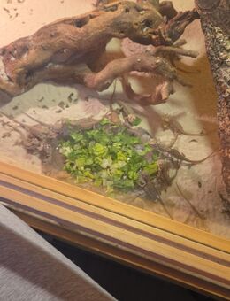Bartagamenbabys zu verkaufen - Kahla Zentrum