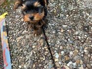 Yorkshire Terrier mini toy - Dreieich