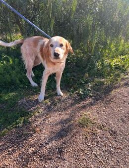 Jasper möchte schnell in ein Zuhause - Lübeck