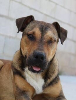 Campeon sein Traum ist ein Zuhause - Laatzen