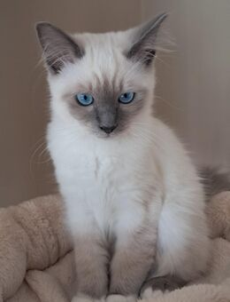 Heilige Birma # Kater - Andernach