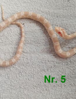 Kornnatter Babys Schlüpflinge ab Juli 2025 Anzeige 2 - Neubrandenburg