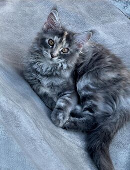 Wunderschöne Maine Coon - Kirchheim (Neckar)