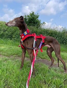 Faru sucht sein Zuhause - Duisburg