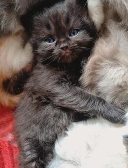 Wunderschöne BLH Kitten - Dortmund Hafen