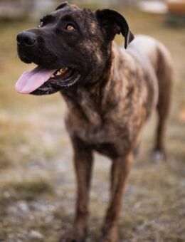 Edna 💗sanfte, liebevolle +ruhige Hündin - Hamburg