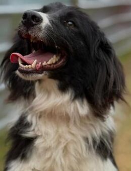 ❤️ Liebevolle Luna sucht Geborgenheit ❤️ - Eislingen (Fils)